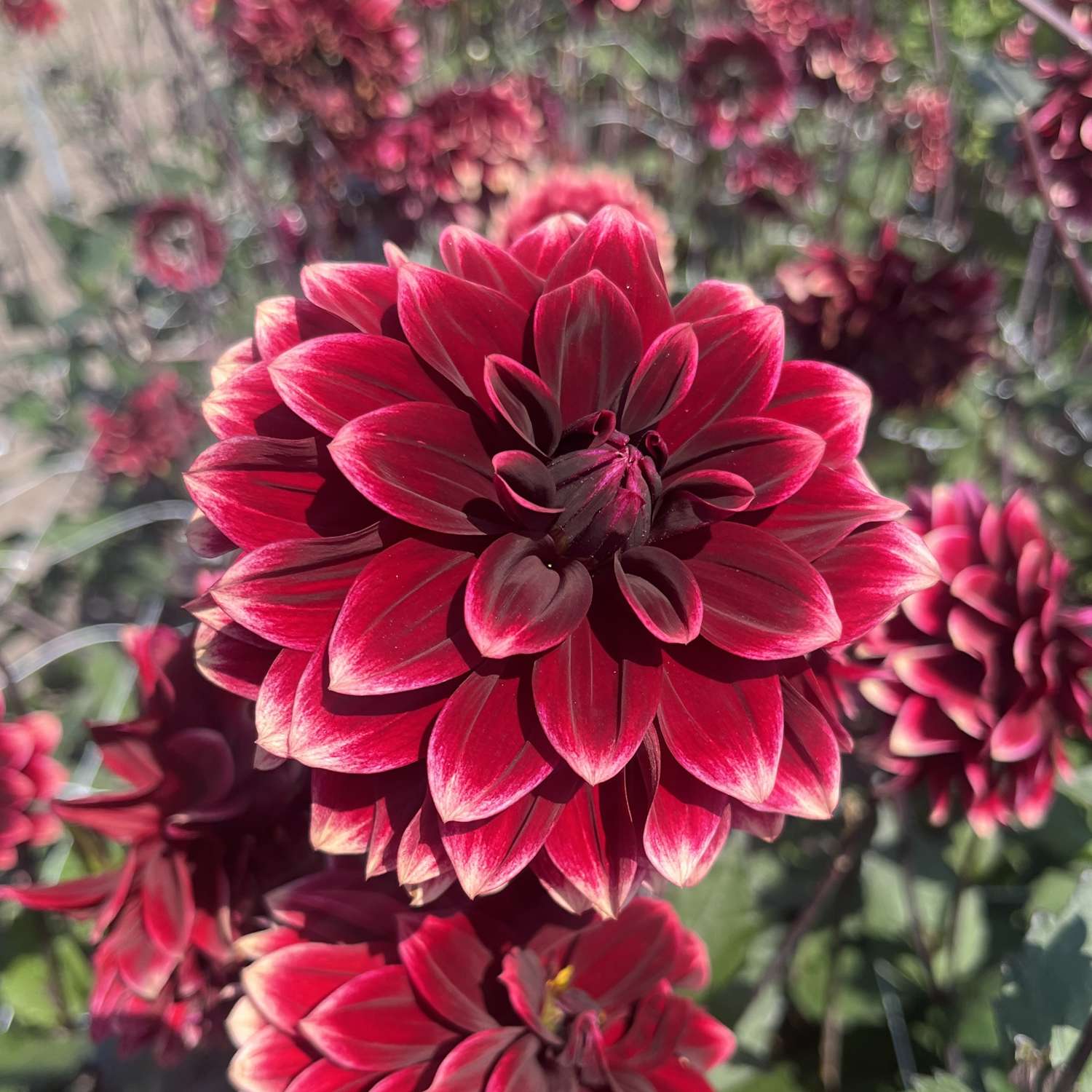 Dahlia 'Night Silence'